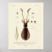 Squid  Cephalopod Zee Created Art Print (Voorkant)