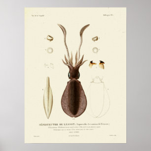 Squid  Cephalopod Zee Created Art Print