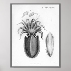 Squid  Cephalopod Zee Created Art Print