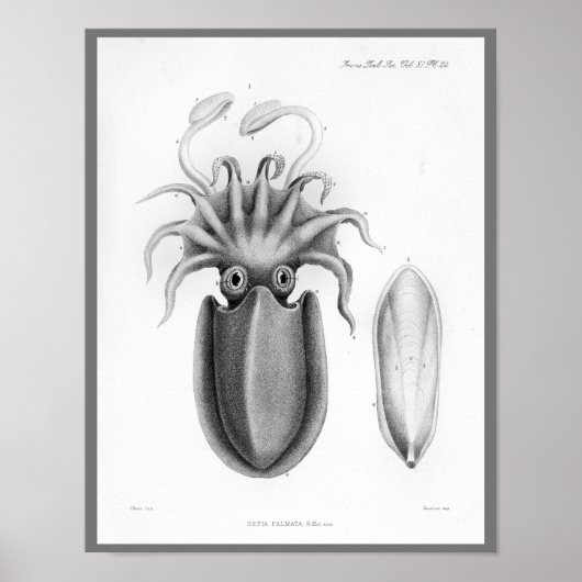 Squid  Cephalopod Zee Created Art Print (Voorkant)