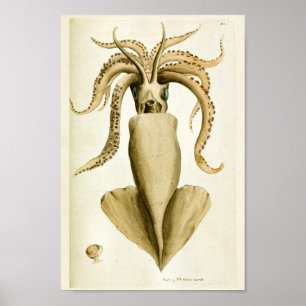 Squid  Cephalopod Zee Created Art Print