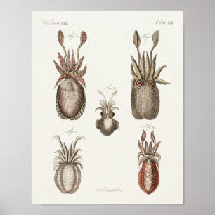 Squid  Cephalopod Zee Created Art Print