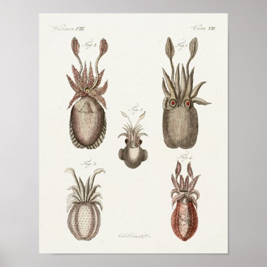 Squid Cephalopod Zee Created Art Print (Voorkant)