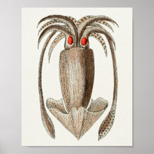 Squid  Cephalopod Zee Created Art Print