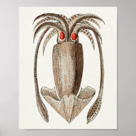 Squid Cephalopod Zee Created Art Print (Voorkant)