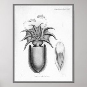 Squid  Cephalopod Zee Created Art Print