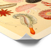 Squid Jellyfish Zee Life Collectie Art Print (Hoek)