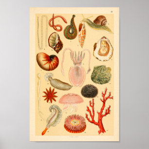 Squid Jellyfish Zee Life Collectie Art Print