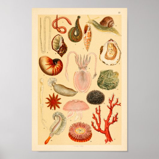Squid Jellyfish Zee Life Collectie Art Print (Voorkant)