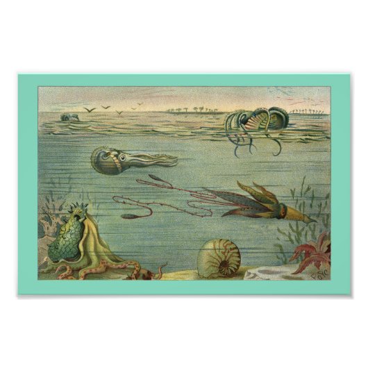 Squid marine Life Octopus  1904 Print Foto Afdruk (Voorkant)