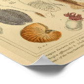 Squid Octopus Cephalopod Zee Created Art Print (Hoek)