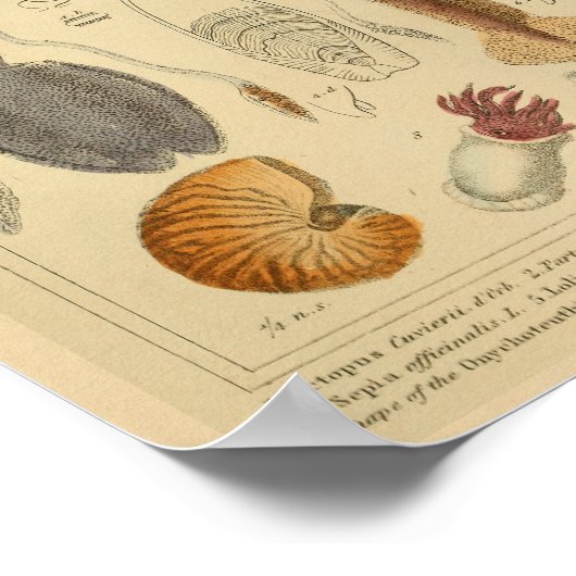 Squid Octopus Cephalopod Zee Created Art Print (Hoek)