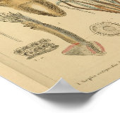 Squid Octopus Cephalopod Zee Created Art Print (Hoek)