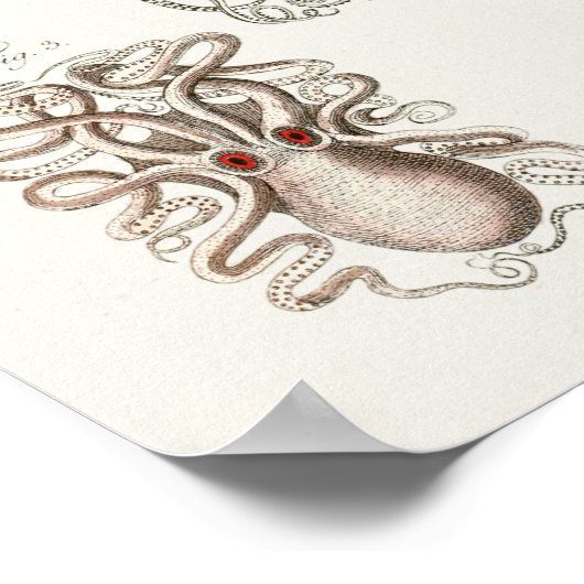 Squid Octopus Cephalopod Zee Created Art Print (Hoek)