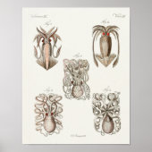 Squid Octopus Cephalopod Zee Created Art Print (Voorkant)