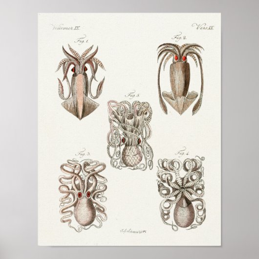 Squid Octopus Cephalopod Zee Created Art Print (Voorkant)