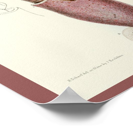 Squid Paars Cephalopod Zee Created Art Print (Hoek)