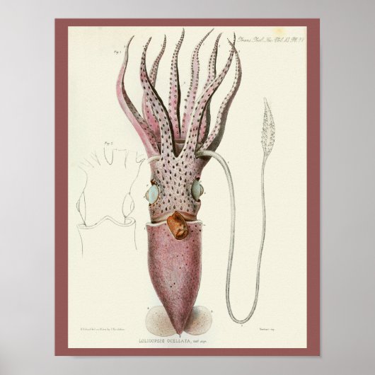 Squid Paars Cephalopod Zee Created Art Print (Voorkant)