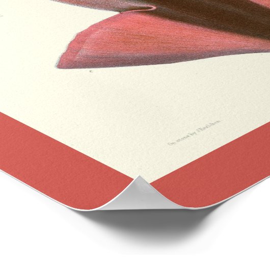 Squid Paars Cephalopod Zee Created Art Print (Hoek)