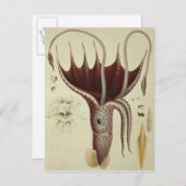 Squid, Pl.2 uit 'Histoire Naturelle' Briefkaart (Voorkant / Achterkant)