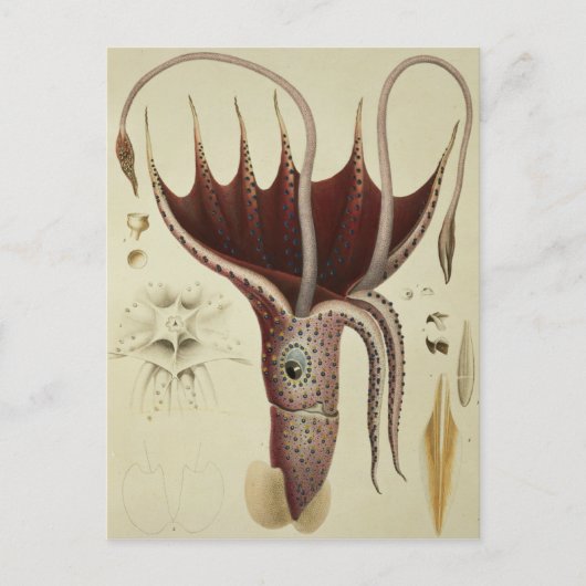 Squid, Pl.2 uit 'Histoire Naturelle' Briefkaart (Voorkant)