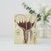 Squid, Pl.2 uit 'Histoire Naturelle' Briefkaart (Staand voorkant)
