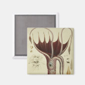 Squid, Pl.2 uit 'Histoire Naturelle' Magneet (Voorkant / Achterkant)