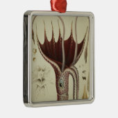 Squid, Pl.2 uit 'Histoire Naturelle' Metalen Ornament (Rechts)