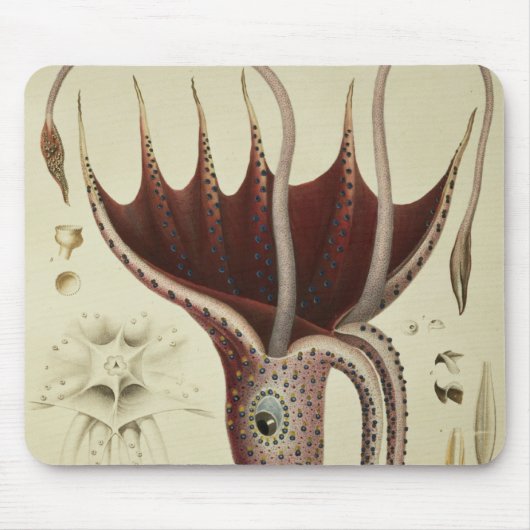 Squid, Pl.2 uit 'Histoire Naturelle' Muismat (Voorkant)