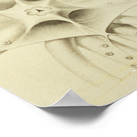 Squid, Pl.2 uit 'Histoire Naturelle' Poster (Hoek)