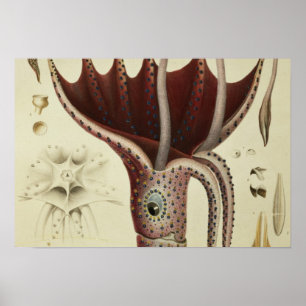 Squid, Pl.2 uit 'Histoire Naturelle' Poster
