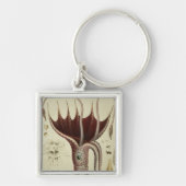Squid, Pl.2 uit 'Histoire Naturelle' Sleutelhanger (Voorkant)