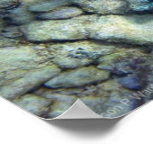 Squid Wannabe Poster (Hoek)