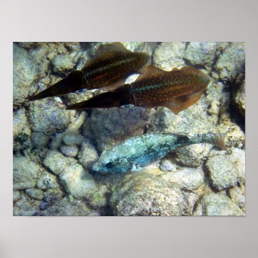 Squid Wannabe Poster (Voorkant)