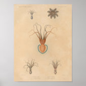 Squid Yellow Blue Zee Creater Art Print (Voorkant)