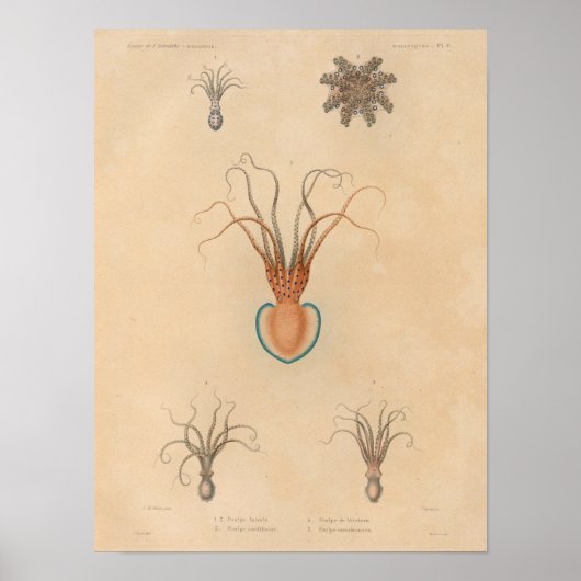 Squid Yellow Blue Zee Creater Art Print (Voorkant)