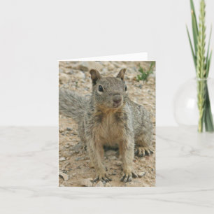 squirel kaart