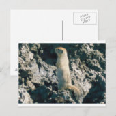 SQUIRREL (2) BRIEFKAART (Voorkant / Achterkant)