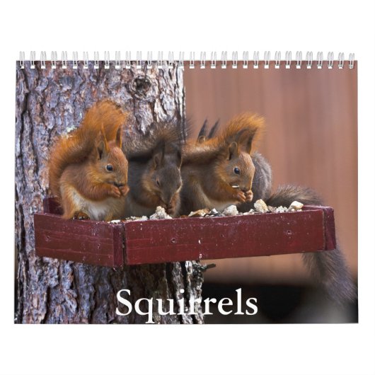 Squirrel Calendar Kalender (Hoes)