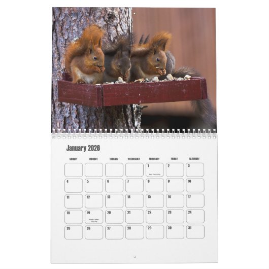 Squirrel Calendar Kalender (Jan 2026)