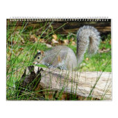 Squirrel Calendar Kalender (Hoes)