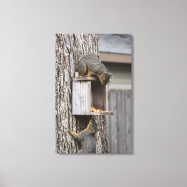 Squirrel Canvas Afdrukken
