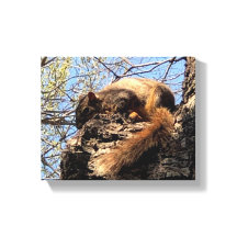 Squirrel Canvas Afdrukken
