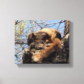 Squirrel Canvas Afdrukken (Voorkant)