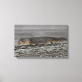 Squirrel Canvas Afdrukken (Voorkant)