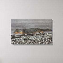 Squirrel Canvas Afdrukken