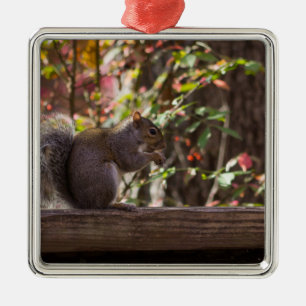 Squirrel Chow Time Metalen Ornament