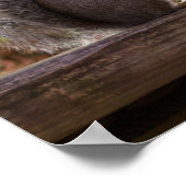 Squirrel Chow Time Poster (Hoek)