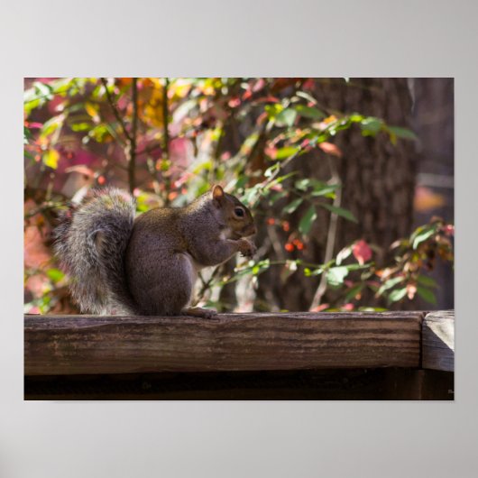 Squirrel Chow Time Poster (Voorkant)