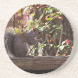 Squirrel Chow Time Zandsteen Onderzetter